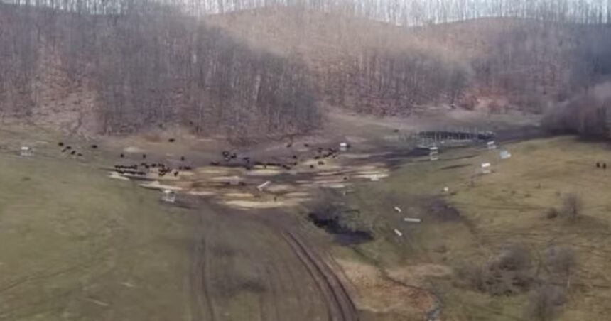 anuntul prefecturii cluj despre sutele de bizoni si cerbi morti de la exploatatia recea cristur sunt si animale vii neingrijite 6998c7921bdd4