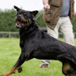 ce rase de caini sunt considerate periculoase si trebuie declarate la politie sanctiunile pentru proprietarii care nu respecta legea 6986df32eb5d5