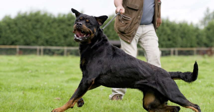 ce rase de caini sunt considerate periculoase si trebuie declarate la politie sanctiunile pentru proprietarii care nu respecta legea 6986df32eb5d5