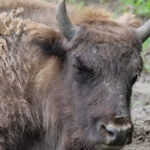 descoperire macabra zeci ce cadavre de bizoni caprioare si cerbi au fost gasite la o ferma din cluj 6994ba7f6e80b