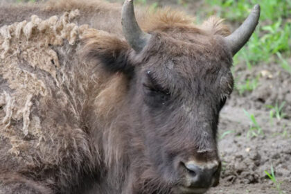 descoperire macabra zeci ce cadavre de bizoni caprioare si cerbi au fost gasite la o ferma din cluj 6994ba7f6e80b