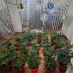 doi barbati retinuti pentru trafic de droguri ce au gasit mascatii la perchezitii 699e08244b552