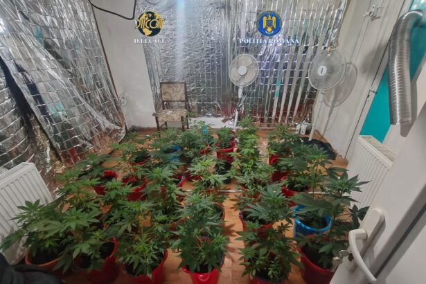 doi barbati retinuti pentru trafic de droguri ce au gasit mascatii la perchezitii 699e08244b552