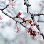 exclusiv climatologii nu exclud un nou episod cu ninsori si viscol iarna inca nu s a terminat si martie este o luna capricioasa 6996cd5187d08