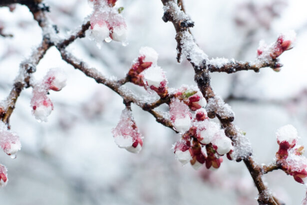 exclusiv climatologii nu exclud un nou episod cu ninsori si viscol iarna inca nu s a terminat si martie este o luna capricioasa 6996cd5187d08