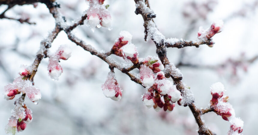 exclusiv climatologii nu exclud un nou episod cu ninsori si viscol iarna inca nu s a terminat si martie este o luna capricioasa 6996cd5187d08