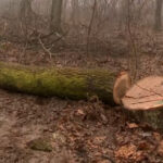 exclusiv defrisarile ilegale de la baile felix octavian berceanu fost sef al garzii de mediu am avut comunitatea care a facut presiune 697f551cd56d2