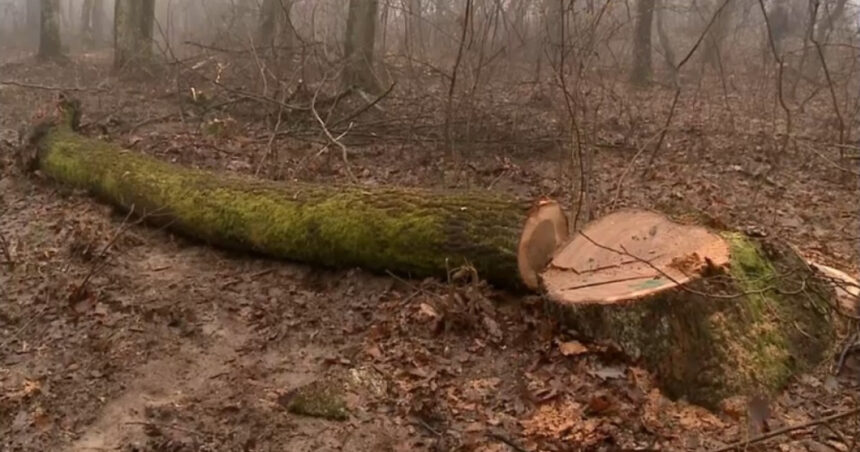 exclusiv defrisarile ilegale de la baile felix octavian berceanu fost sef al garzii de mediu am avut comunitatea care a facut presiune 697f551cd56d2