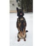 gabo catelul politist de la ipj constanta la datorie si in nameti intre doua misiuni analizeaza urmele din zapada 6995e6e2abd77