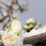 guvernul acorda sprijin financiar de urgenta pomicultorilor afectati de inghetul tarziu din primavara lui 2025 6984a941a4e9a