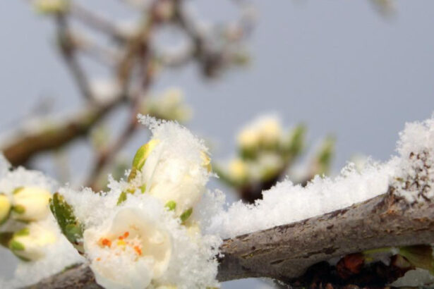 guvernul acorda sprijin financiar de urgenta pomicultorilor afectati de inghetul tarziu din primavara lui 2025 6984a941a4e9a