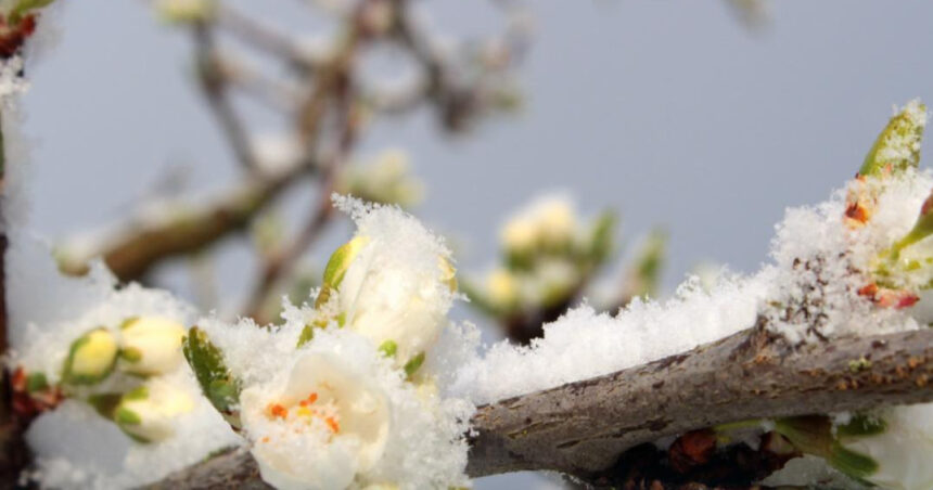 guvernul acorda sprijin financiar de urgenta pomicultorilor afectati de inghetul tarziu din primavara lui 2025 6984a941a4e9a