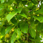 mangalia firma prod gal srl face un pas inainte pentru infiintarea unei livezi de nuci de 40 de hectare 6994bc0cd1181