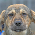 max catelul cu suflet mare din adapostul din constanta este pregatit sa isi gaseasca familia 6980ee935d3cf