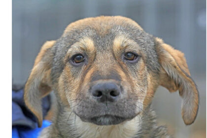 max catelul cu suflet mare din adapostul din constanta este pregatit sa isi gaseasca familia 6980ee935d3cf