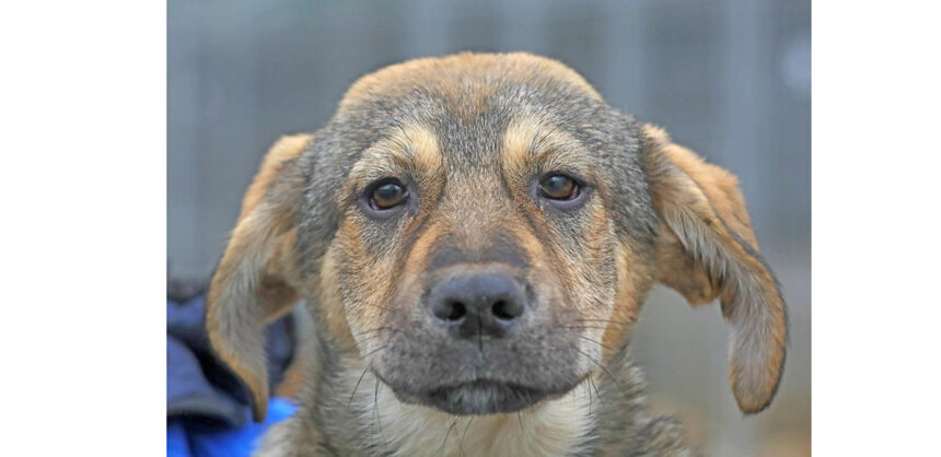 max catelul cu suflet mare din adapostul din constanta este pregatit sa isi gaseasca familia 6980ee935d3cf