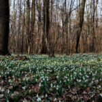 meteorologii anunta vreme mai calda decat de obicei dupa valul de frig din aceste zile estimari pentru 4 saptamani 69941c42ef751