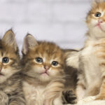 pisicile ar putea detine indicii vitale pentru tratamentul cancerului la oameni 699b19ba4b527