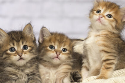 pisicile ar putea detine indicii vitale pentru tratamentul cancerului la oameni 699b19ba4b527