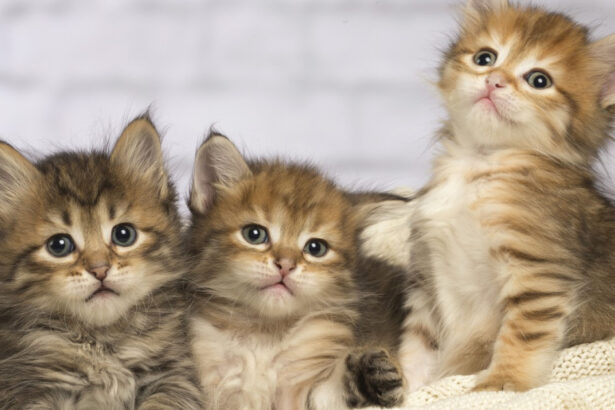 pisicile ar putea detine indicii vitale pentru tratamentul cancerului la oameni 699b19ba4b527