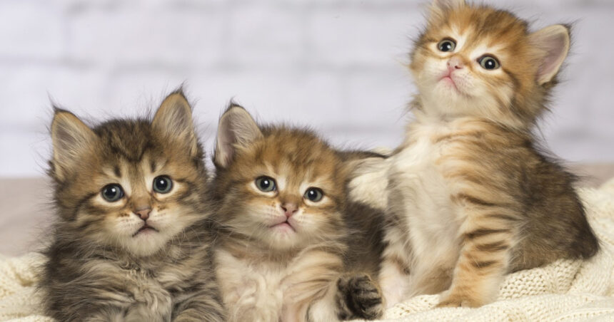 pisicile ar putea detine indicii vitale pentru tratamentul cancerului la oameni 699b19ba4b527