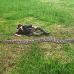 romanul care a descoperit cel mai lung sarpe din lume intrat in cartea recordurilor succesul niciodata nu este al unui singur om 698586a9da10f