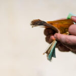 spaga in toaleta la primaria sectorului 5 politistul local pedro strangea banii si ii impartea cu sefii referat dna 698761787ddf2