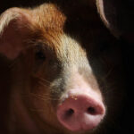 spania alerteaza oms virusul gripei porcine ar putea sa se transmita intre oameni 69a1c9d2ba514