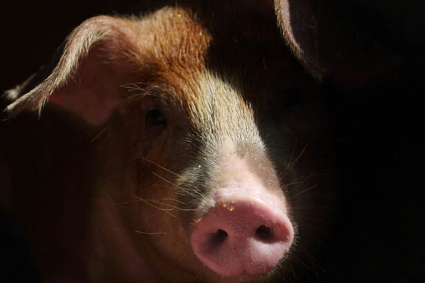 spania alerteaza oms virusul gripei porcine ar putea sa se transmita intre oameni 69a1c9d2ba514