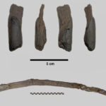 unelte de lemn vechi de 430 000 de ani descoperite in grecia primele instrumente create inaintea oamenilor moderni 6980329bbb8cb