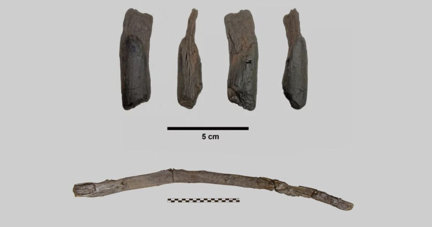 unelte de lemn vechi de 430 000 de ani descoperite in grecia primele instrumente create inaintea oamenilor moderni 6980329bbb8cb