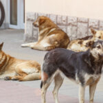 video afacerea maidanezul miliarde de euro pentru capturare si eutanasie in ultimele trei decenii cazul unei comune din iasi 6994afebd8dca