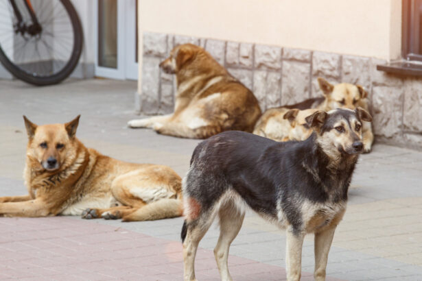 video afacerea maidanezul miliarde de euro pentru capturare si eutanasie in ultimele trei decenii cazul unei comune din iasi 6994afebd8dca