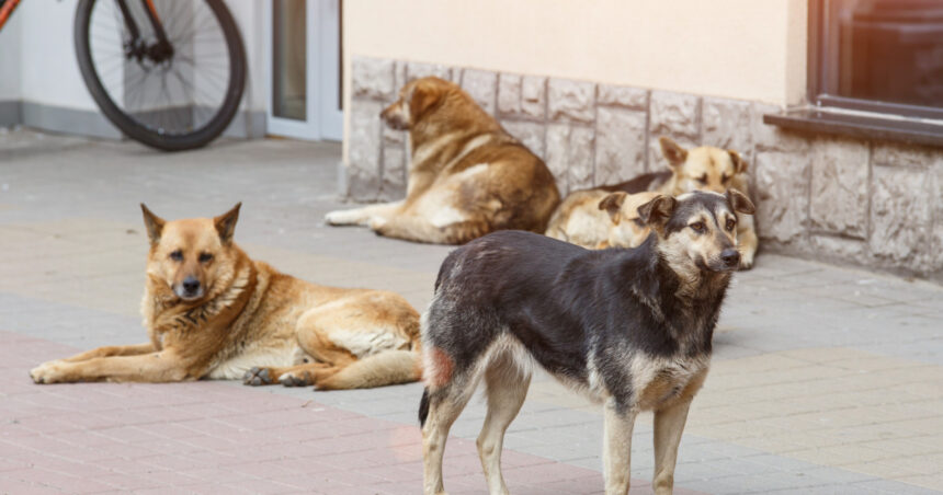 video afacerea maidanezul miliarde de euro pentru capturare si eutanasie in ultimele trei decenii cazul unei comune din iasi 6994afebd8dca
