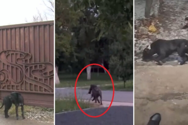 video am sunat la 112 mi s a spus ca nu e urgenta sat terorizat de cainii unui localnic oamenii au filmat animalele ca sa stranga dovezi 69843c3354bd0