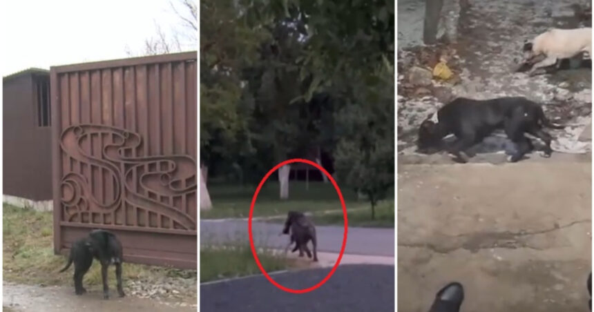 video am sunat la 112 mi s a spus ca nu e urgenta sat terorizat de cainii unui localnic oamenii au filmat animalele ca sa stranga dovezi 69843c3354bd0