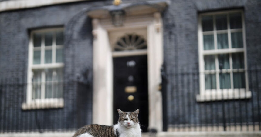 video cel mai faimos motan din lume larry aniverseaza 15 ani la resedinta premierilor britanici 6991aa7b6cb6c