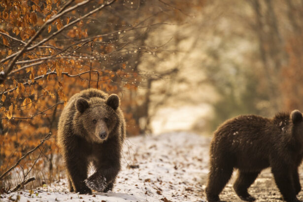 video indiferent unde mergeai era plin orasul care a castigat lupta cu ursii cum au fost descurajate animalele sa se mai apropie de case 6992a79a82d84