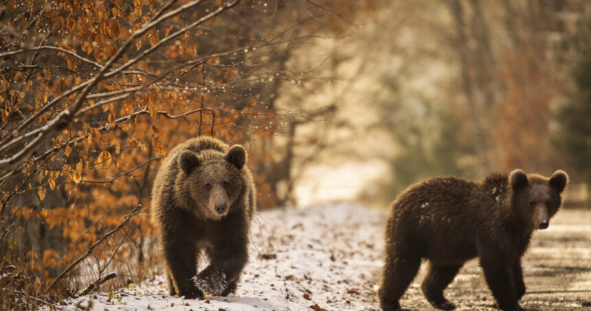 video indiferent unde mergeai era plin orasul care a castigat lupta cu ursii cum au fost descurajate animalele sa se mai apropie de case 6992a79a82d84