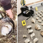 video mega lovitura diicot kilograme de cocaina si cristal ingropate de traficantii de droguri 699758080b733