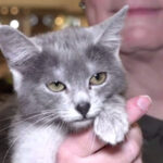 video pisica transilvana prima rasa romaneasca recunoscuta si omologata international 6999eee351f6e