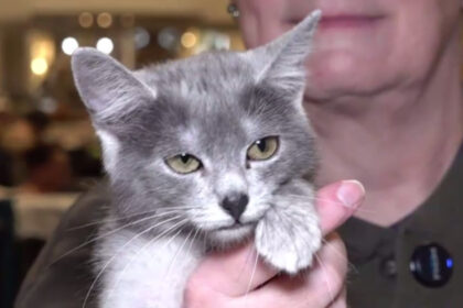 video pisica transilvana prima rasa romaneasca recunoscuta si omologata international 6999eee351f6e