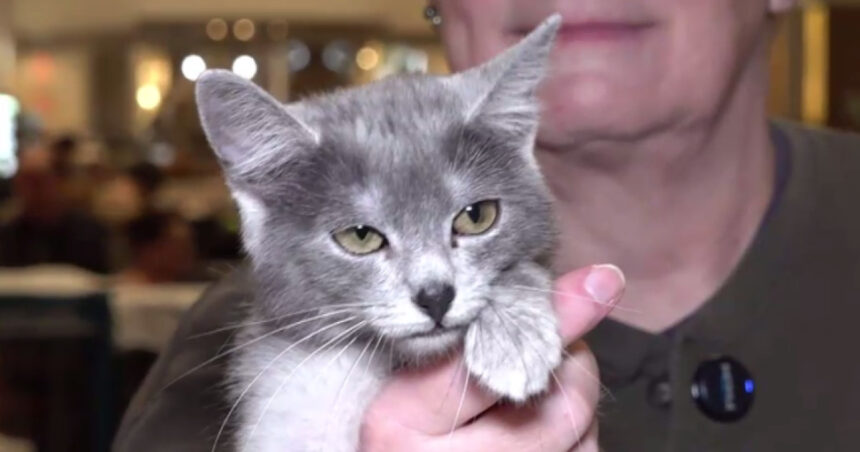 video pisica transilvana prima rasa romaneasca recunoscuta si omologata international 6999eee351f6e