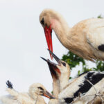 video politisti clujeni lasati in frig de un cuib de barza de ce nu l pot strica pentru a folosi soba din cladire 698c67ff94d12