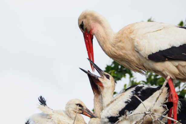 video politisti clujeni lasati in frig de un cuib de barza de ce nu l pot strica pentru a folosi soba din cladire 698c67ff94d12