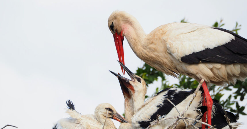 video politisti clujeni lasati in frig de un cuib de barza de ce nu l pot strica pentru a folosi soba din cladire 698c67ff94d12