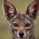 video sunt haite mari localitatile de langa dunare terorizate de sacali animalele s au inmultit alarmant si ataca noapte de noapte 698c21b33c029