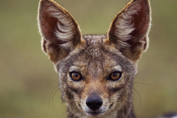 video sunt haite mari localitatile de langa dunare terorizate de sacali animalele s au inmultit alarmant si ataca noapte de noapte 698c21b33c029