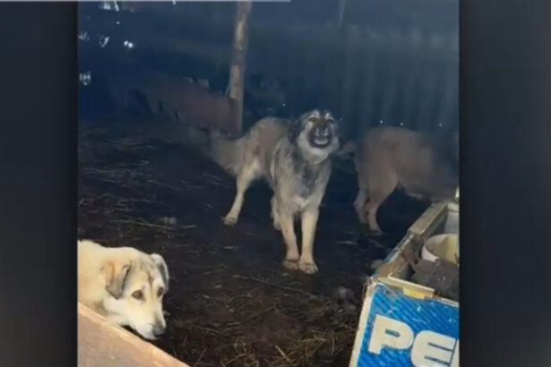video zeci de animale de la o stana ucise de cainii de paza ai directorului casei de pensii olt proprietarul vrea sa l dea in judecata 699c481780697