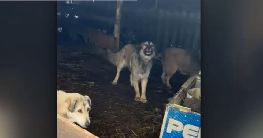video zeci de animale de la o stana ucise de cainii de paza ai directorului casei de pensii olt proprietarul vrea sa l dea in judecata 699c481780697